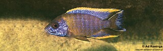 Aulonocara sp. &#39;lwanda&#39; Chiwindi