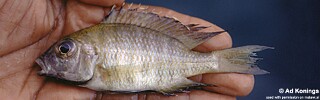 Aulonocara sp. &#39;nyassae mumbo&#39;