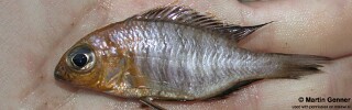 Aulonocara sp. &#39;orange&#39;