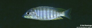 Aulonocara sp. &#39;pyramid&#39;