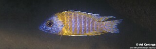 Aulonocara sp. &#39;stuartgranti maleri&#39; Chidunga Rock