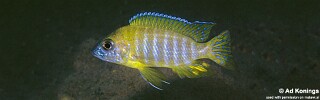 Aulonocara sp. &#39;stuartgranti maleri&#39; Nakantenga Island