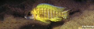 Aulonocara sp. &#39;stuartgranti maleri&#39; Nankoma Island