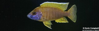 Aulonocara sp. &#39;stuartgranti maleri&#39; (unknown locality)