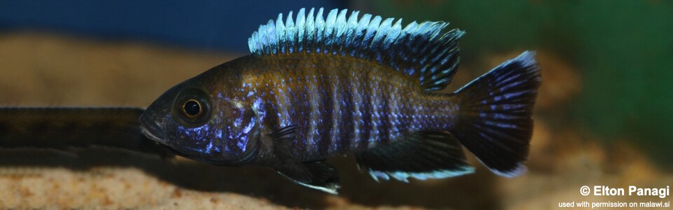 Aulonocara sp. 'walteri' Likoma Island