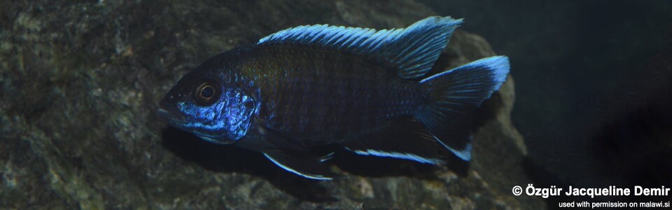 Aulonocara sp. 'walteri' (unknown locality)