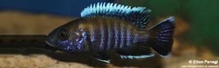 Aulonocara sp. &#39;walteri&#39; Likoma Island