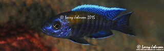 Aulonocara sp. &#39;walteri&#39; Madimba Bay