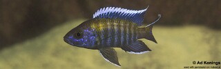 Aulonocara sp. &#39;walteri&#39; Membe Point