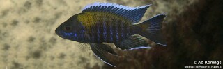 Aulonocara sp. &#39;walteri&#39; Mkanila Bay