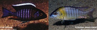 Aulonocara sp. &#39;yellow collar&#39;