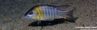 Aulonocara sp. &#39;yellow collar&#39; Chemwezi Rocks