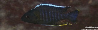 Aulonocara sp. &#39;yellow collar&#39; Masasa Reef