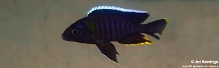 Aulonocara sp. &#39;yellow collar&#39; Mazinzi Reef