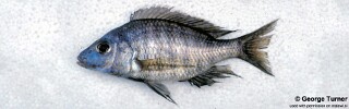 Aulonocara sp. &#39;cf. macrochir&#39; Boadzulu Island