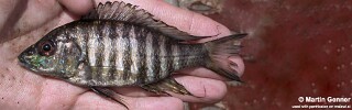 Aulonocara sp. &#39;copper&#39; Monkey Bay