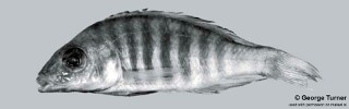 Aulonocara sp. &#39;long&#39; South East Arm