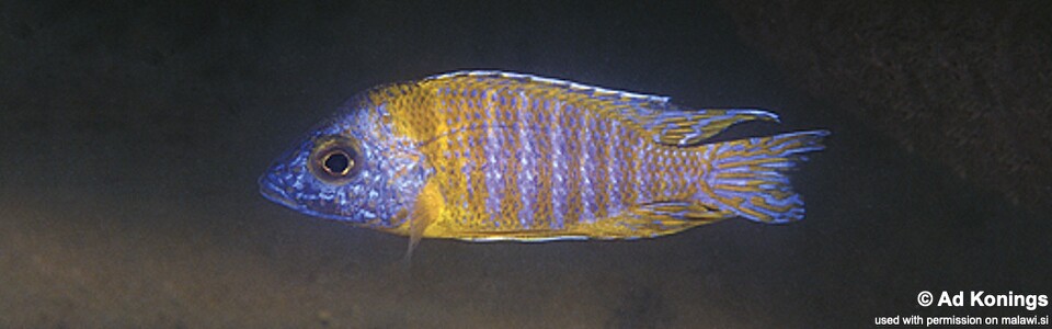 Aulonocara sp. 'stuartgranti maleri' Chidunga Rock