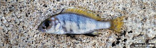 Aulonocara stonemani