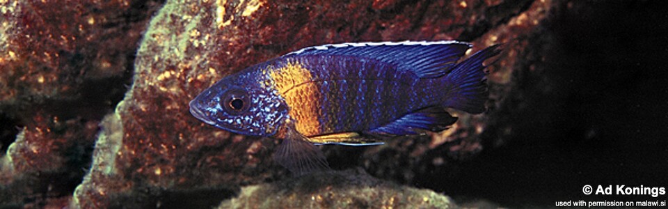 Aulonocara stuartgranti 'Chiloelo'<br><font color=gray>Aulonocara hansbaenschi 'Chiloelo'</font>