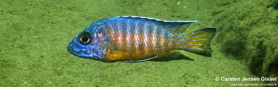 Aulonocara stuartgranti 'Chisanga Point, Likoma Island'