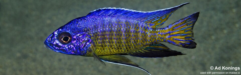 Aulonocara stuartgranti 'Hora Mhango'