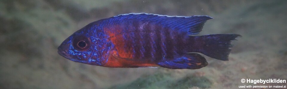 Aulonocara stuartgranti 'Nametumbwe'<br><font color=gray>Aulonocara hansbaenschi 'Nametumbwe'</font>