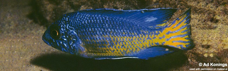 Aulonocara stuartgranti 'Ngara'