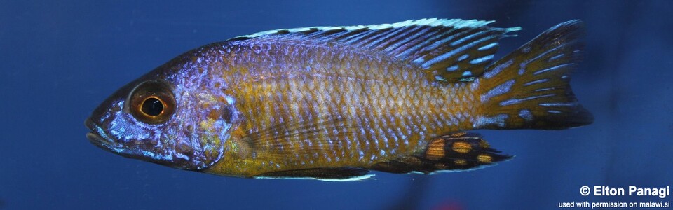Aulonocara stuartgranti 'Sanga'