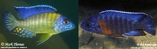 Aulonocara stuartgranti Aulonocara hansbaenschi Aulonocara steveni