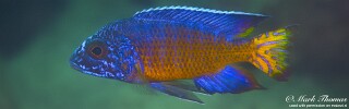 Aulonocara stuartgranti &#39;Chewere&#39;