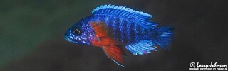 Aulonocara stuartgranti &#39;Chimwalani (Eccles) Reef&#39; Aulonocara hansbaenschi &#39;Chimwalani (Eccles) Reef&#39;