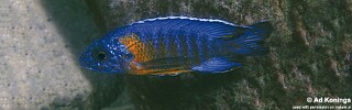 Aulonocara stuartgranti &#39;Chinuni&#39; Aulonocara hansbaenschi &#39;Chinuni&#39;