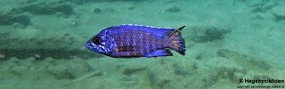 Aulonocara stuartgranti &#39;Chirwa Island&#39;