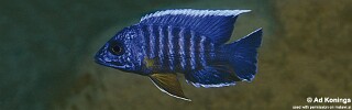 Aulonocara stuartgranti &#39;Chitimba Bay&#39; (Deep) Aulonocara Maisoni