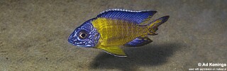 Aulonocara stuartgranti &#39;Chiwindi&#39; Auloocara Blue Neon