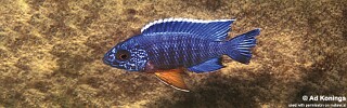 Aulonocara stuartgranti &#39;Cobwe&#39;