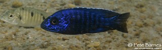 Aulonocara stuartgranti &#39;Domwe Island&#39;
