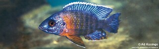 Aulonocara stuartgranti &#39;Gome&#39; Aulonocara hansbaenschi &#39;Gome&#39;