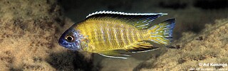 Aulonocara stuartgranti &#39;Hongi Island&#39;