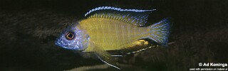 Aulonocara stuartgranti &#39;Kande Island&#39; Aulonocara steveni &#39;Kande Island&#39;