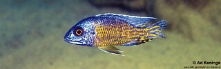 Aulonocara stuartgranti &#39;Londo Bay&#39;