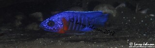 Aulonocara stuartgranti &#39;Luwala Reef&#39; Aulonocara hansbaenschi &#39;Luwala Reef&#39;
