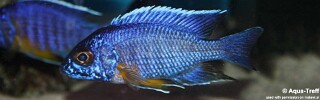 Aulonocara stuartgranti &#39;Maison Reef&#39; Aulonocara Maisoni