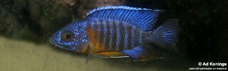 Aulonocara stuartgranti &#39;Malopa&#39; Aulonocara hansbaenschi &#39;Malopa&#39;