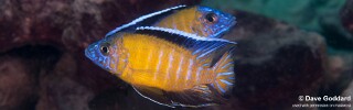 Aulonocara stuartgranti &#39;Mara Rocks&#39;