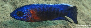 Aulonocara stuartgranti &#39;Masinje&#39; Aulonocara hansbaenschi &#39;Masinje&#39;