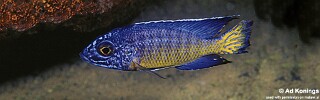 Aulonocara stuartgranti &#39;Mdoka Reef&#39;