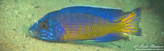 Aulonocara stuartgranti &#39;Mdowa&#39;