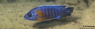 Aulonocara stuartgranti &#39;Metangula&#39; Aulonocara hansbaenschi &#39;Metangula&#39;